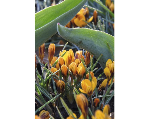 Nahaufnahme von gelben Krokussen im Garten