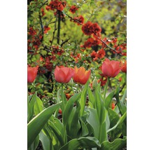 Tulpen im Gartenbeet mit roter Zierquitte im Hintergrund