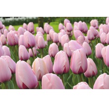 Feld mit rosa Tulpen