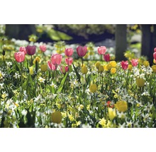 Blumenbeet mit Tulpen, Narzissen und anderen Frühlingsblumen im Garten