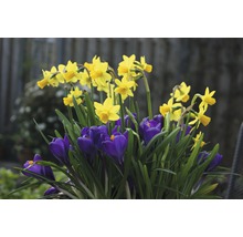 Blumenarrangement mit Narzissen und Krokussen
