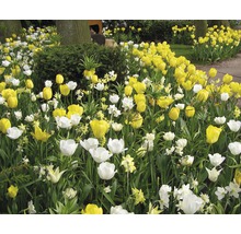 Blumenbeet mit Tulpen und Narzissen