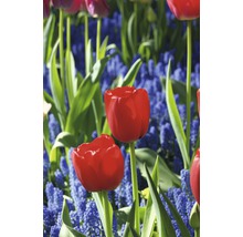 Rote Tulpen und blaue Muscari Blumen im Gartenbeet
