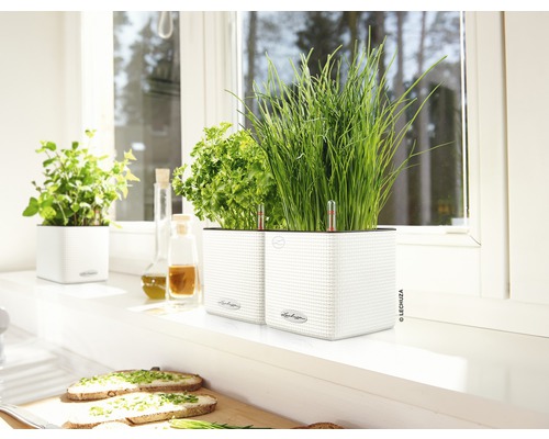 Kräutergarten mit Schnittlauch, Petersilie und Minze in weißen Pflanzgefäßen auf einer Fensterbank.