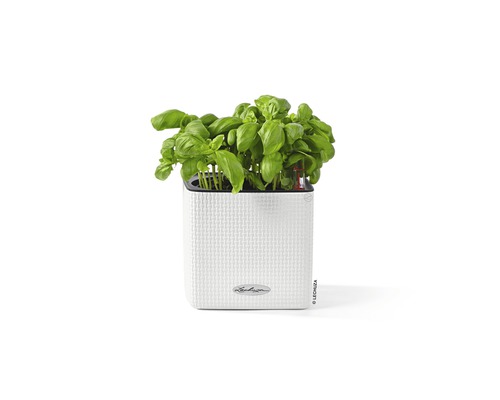Basilikumpflanze in weißem Pflanzgefäß