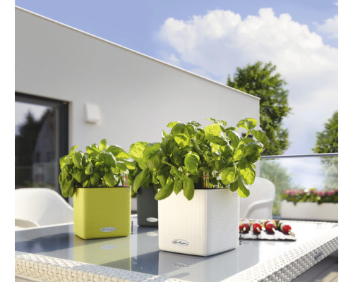 Drei Lechuza Pflanzgefäße mit Basilikum auf einem Tisch im Freien.