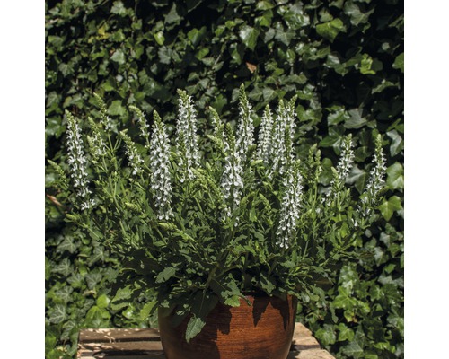 Salbei Pflanze mit weißen Blüten in einem Topf.