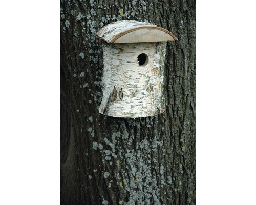 Birkenholz Vogelhaus an Baumstamm