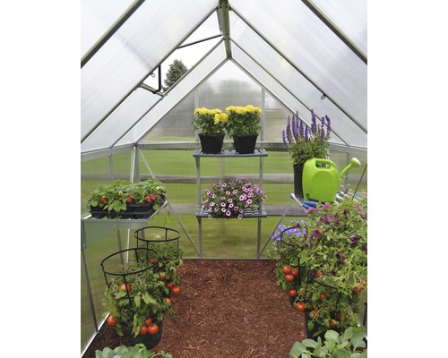 Gewächshausinneneinrichtung mit verschiedenen Pflanzen auf Regalen und dem Boden.