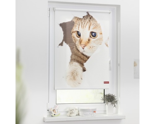 Klemmrollo Lichtblick ohne Bohren Thermo Katze 45x150 cm inkl. Klemmträger