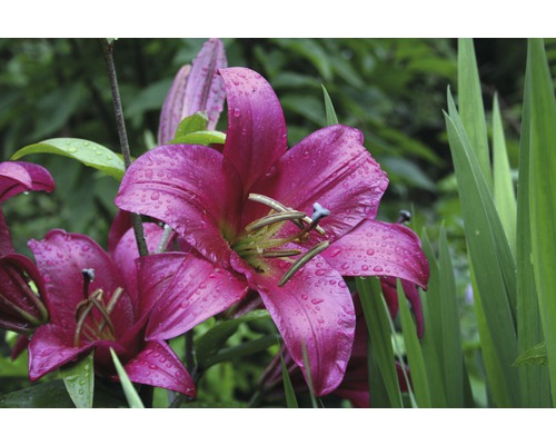 Nahaufnahme von rosafarbenen Lilienblüten im Garten mit Wassertropfen auf den Blütenblättern.