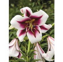 Nahaufnahme einer Lilienblüte mit weiß-weinroten Blütenblättern.