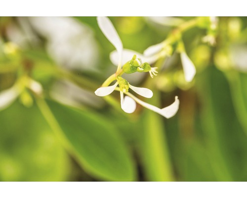 Nahaufnahme einer Pflanze mit weißen Blüten