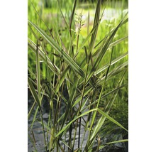 Buntblättriges Rohrglanzgras FloraSelf Phalaris arundinacea 'Picta' H 10-80 cm Co 0,6 L