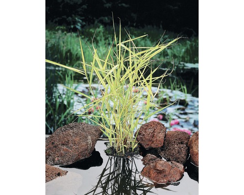 Bunter Schilfrohr FloraSelf Phragmites australis 'Variegata' H 10-40 cm Co 0,6 L Ziergras im Gartenteich mit Lavasteinen