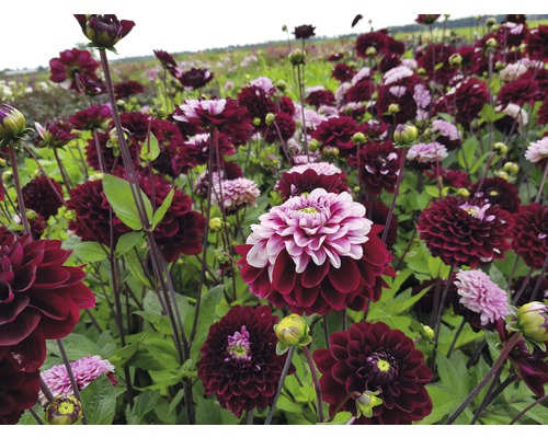 Feld mit blühenden Dahlien