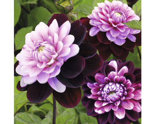 Nahaufnahme von Dahlienblüten mit dunklen und hellen Blütenblättern