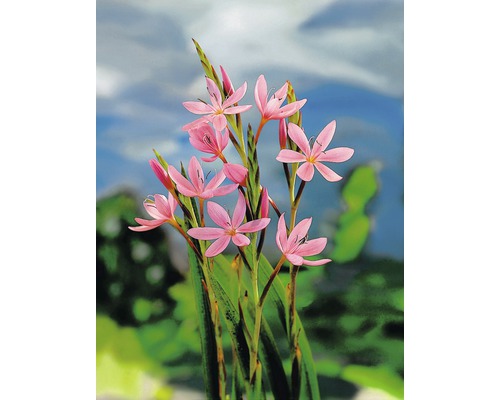 Blühende Schizostylis Coccinea Pflanze im Garten