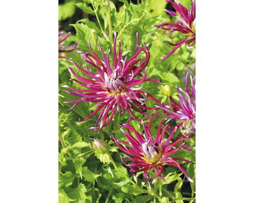 Nahaufnahme von Dahlienblüten im Garten