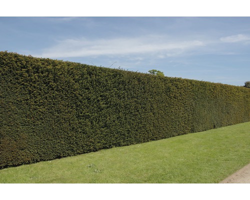 Lange, geschnittene Hecke im Garten