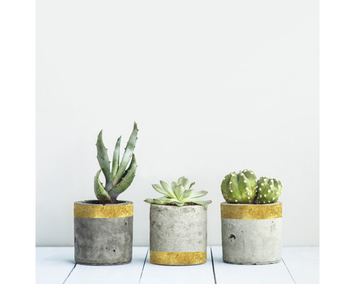 Drei Zementtöpfe mit Aloe, Sukkulente und Kaktus