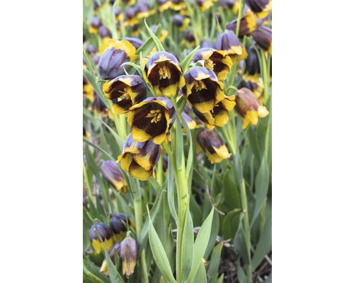 Gruppe von Schachblumen im Garten