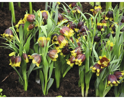 Gruppe Schachblumen im Gartenbeet
