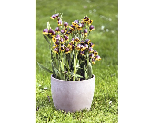 Blühende Schachbrettblumen in einem Pflanzgefäß auf einer Rasenfläche