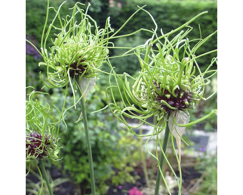 Drei Zierlauchpflanzen im Gartenbeet
