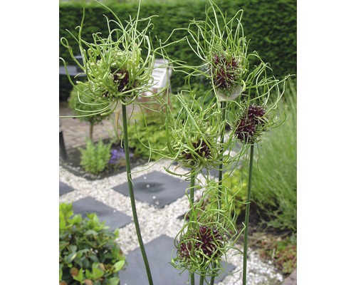 Blütenstand des Zierlauchs im Garten