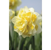 Gelbe gefüllte Narzissenblüte im Nahbereich