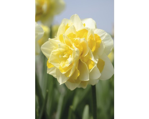 Gelbe gefüllte Narzissenblüte im Nahbereich