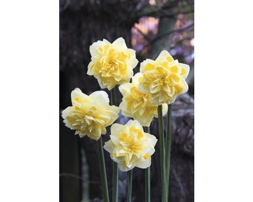 Gelbe Osterglocken im Garten