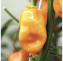 Nahaufnahme einer gelben Habanero Chili an der Pflanze.