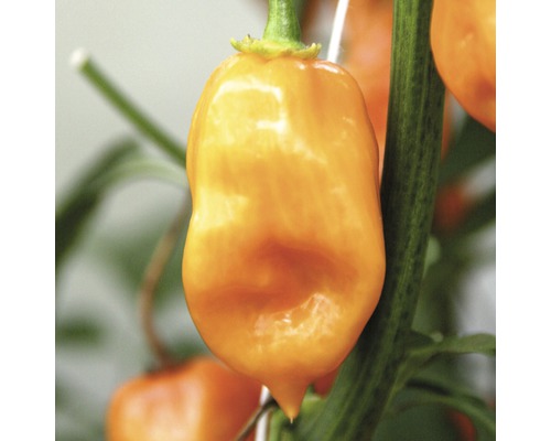 Nahaufnahme einer gelben Habanero Chili an der Pflanze.