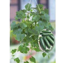 Hängegurke in einem Topf mit Gurken und Blättern