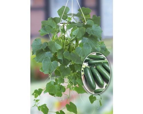 Hängegurke in einem Topf mit Gurken und Blättern