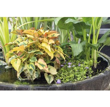 Teichpflanzen Set FloraSelf für Miniteich 45 cm Korb