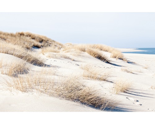 Dünenlandschaft mit Strandhafer