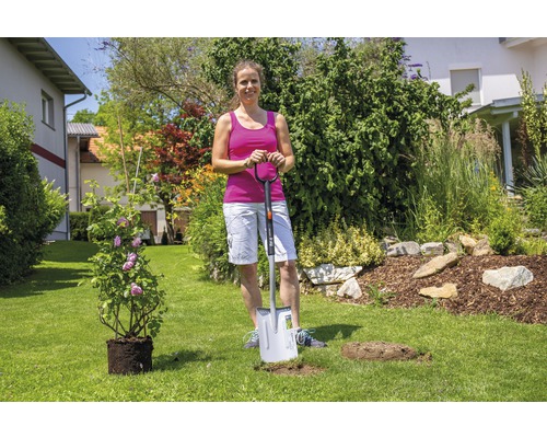 Frau pflanzt Rose mit einem Spaten in einem Garten