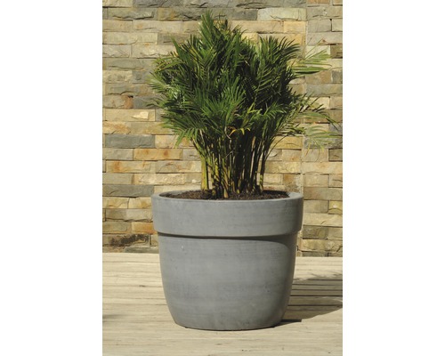 Phoenixpalme in einem Pflanzgefäß