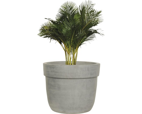 Kentia Palme im Pflanzgefäß