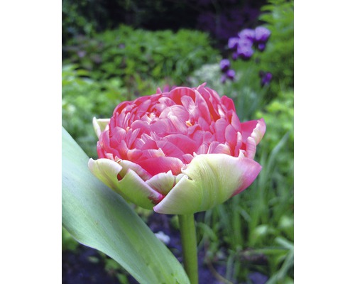 Nahaufnahme einer gefüllten rosa Tulpe im Garten