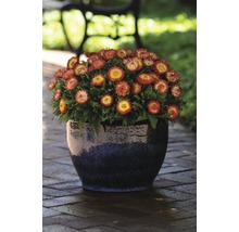 <p>Strohblume FloraSelf Xerochrysum bracteatum Ø 12/13 cm Topf</p>