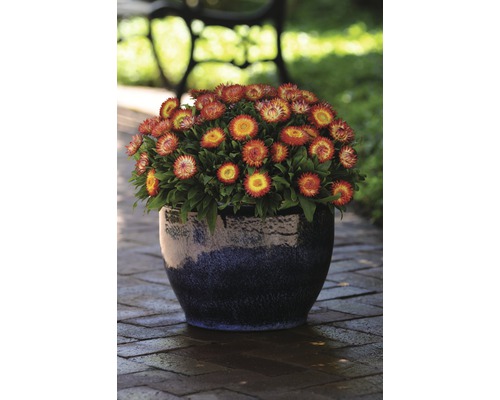 Strohblumen im Topf auf einer Terrasse