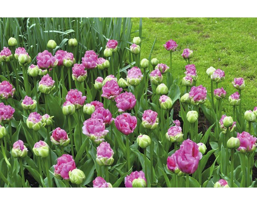 Nahaufnahme von Tulpen im Gartenbeet