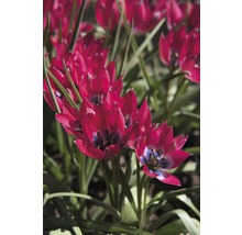 Blumenzwiebel FloraSelf® Tulpe 'Pulchella Little Beauty' 10 Stk