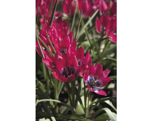 Nahaufnahme von roten Wildtulpen im Gartenbeet