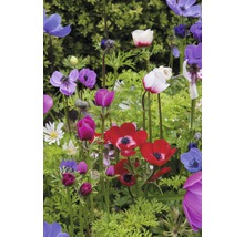 Blumenzwiebel FloraSelf® Anemone 'The Caen' 15 Stk