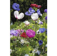 Verschiedenfarbige Anemonen in einer Gartenlandschaft